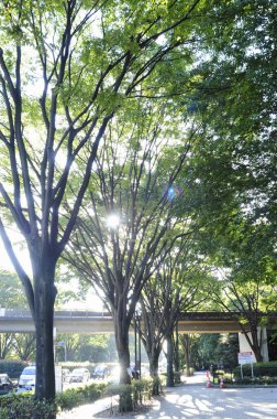 Güneşli parkta yeşil ağaçların güzel manzarası