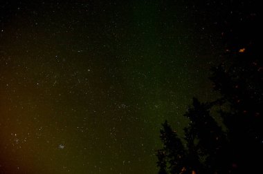 Yıldızlar ve ağaçlarla dolu karanlık gece göğü