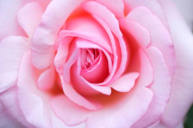 Bahçedeki pembe gülün yakın görüntüsü