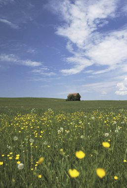 Çiçek tarlası ve mavi gökyüzü olan güzel bir manzara.