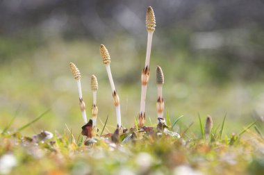 Bahçedeki beyaz otlar ve çiçekler