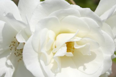 Bahçedeki beyaz güller