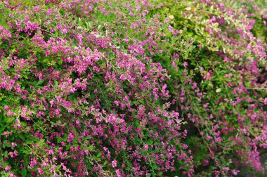 Yeşil yapraklı ve pembe çiçekli çalılar. arkaplan