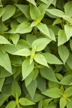 bir bitkinin yeşil yaprakları