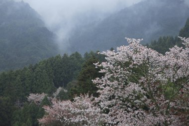İlkbaharda güzel kiraz çiçekleri