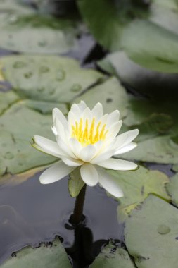 Göletteki güzel nilüfer çiçeğinin yakın görüntüsü.       