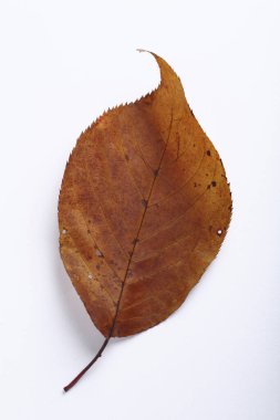 Beyaz arkaplanda sonbahar yaprağı