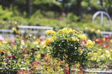 Güneşli bir günde bahçede açan güzel çiçekler.