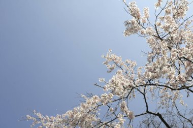 İlkbaharda güzel kiraz çiçekleri.