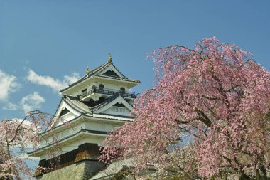 Kyoto, Japonya 'da ilkbahar zamanı kiraz çiçeği sakura.