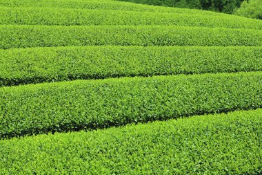 Çin 'in dağlık bölgelerindeki çay tarlası..