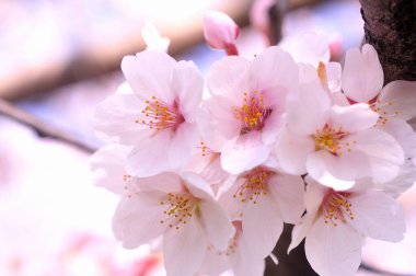 İlkbaharda kiraz ağacı çiçek açar 