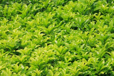 Çay yaprakları arkaplan dokusu