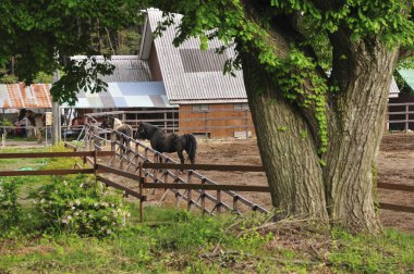 Atlar ahşap çitlerin yanında otluyor.