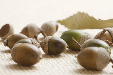 yeşil ve kahverengi meşe palamutları, sonbahar arkaplanı 