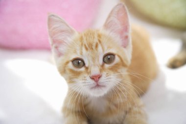 Kanepede oturan sevimli kızıl kedi yavrusu.