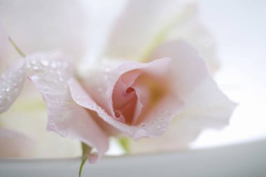 Su damlalı güzel gül yapraklarını kapatın.                  