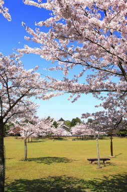 Bahar bahçesinde çiçek açan kiraz ağaçları