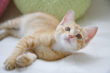 Kanepede yatan sevimli kedi yavrusu. 