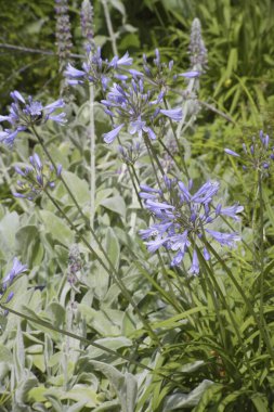 Bahçedeki güzel çiçekler