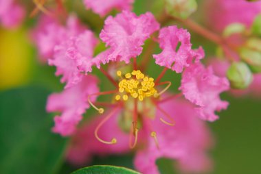 Güzel çiçek. Yakın görüş.