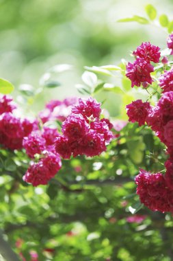 Yaz bahçesinde güzel çiçeklerin çalısı              