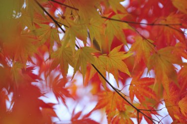 Sonbahar mevsiminde güzel, parlak sonbahar yapraklarının yakın görüntüsü.            