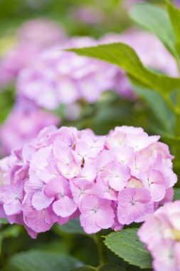 Bahçedeki güzel çiçekler