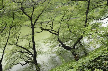 Yeşil ağaçları ve gölü olan güzel bir yaz parkı manzarası.                