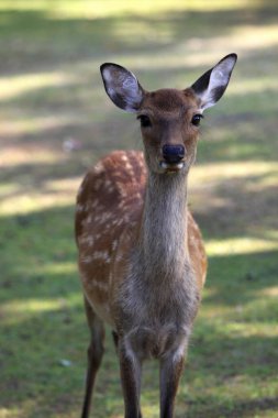 Japonya, Nara 'da bir parkta genç bir geyik. 