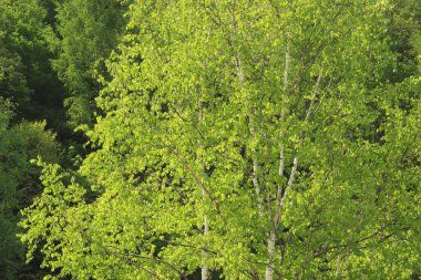 huş ormanı, doğa, çevre, bitki örtüsü