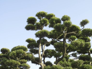 Mavi gökyüzü arkaplanına karşı yeşil ağaç tepelerinin düşük açılı görünümü     