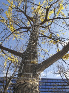ormanda ağaç üzerinde sonbahar yaprakları