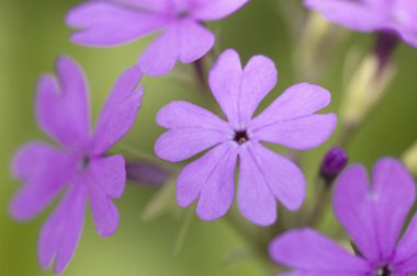 güzel bahar çiçekleri.