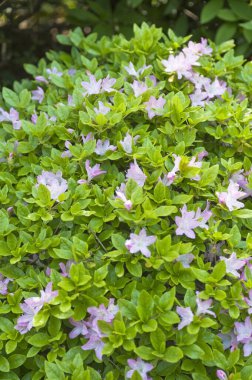 Seçici bir odak noktası çalıların güzel beyaz çiçeğinin