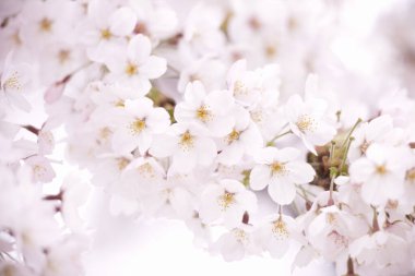 İlkbaharda kiraz ağacı çiçek açar 