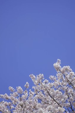 İlkbaharda kiraz çiçekleri açar.