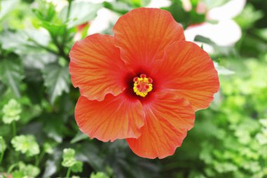 Bahçedeki güzel amber çiçeği