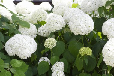 Bahçedeki ortanca çiçekleri