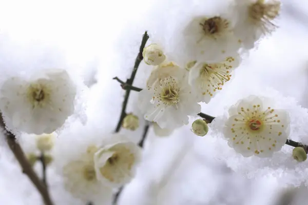 Snö Vita Blommor Gren Snön — Stockfoto