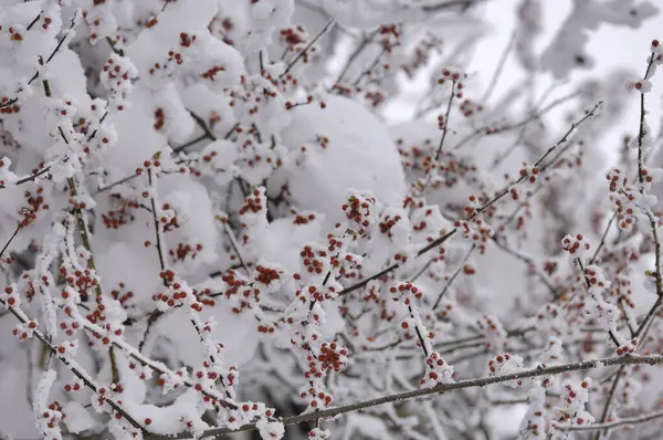 Pokryte Śniegiem Gałęzie Drzew Flory Przyrody — Zdjęcie stockowe