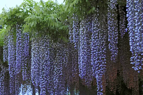 wisteria flowers in the garden. spring flowers