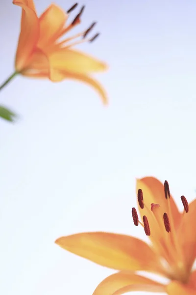 Belles Fleurs Lys Orange Fond Floral — Photo