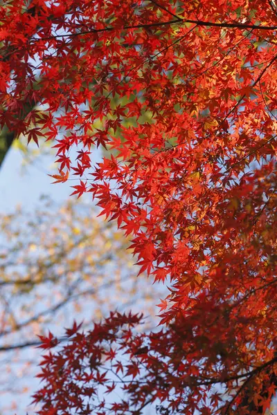 red maple tree at autumn