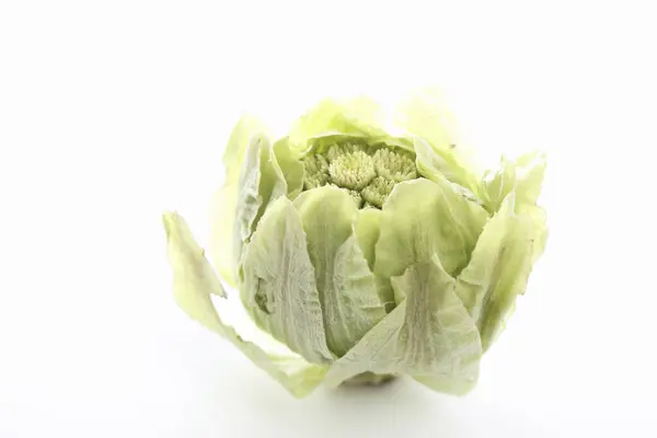 Green Butterbur Sprout White Background — Stock Photo, Image