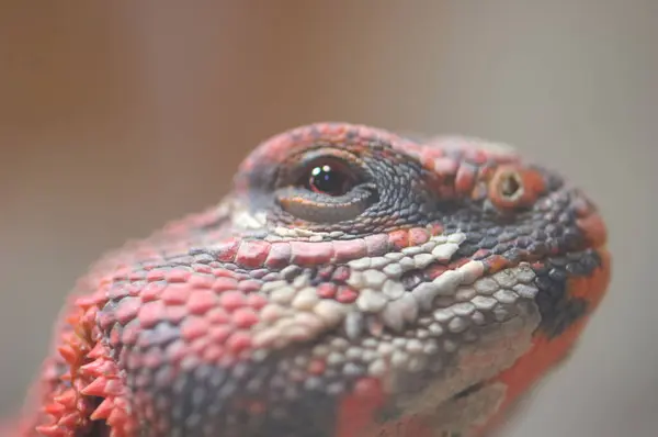 Portrait Red Iguana Close Head — Stock Photo, Image
