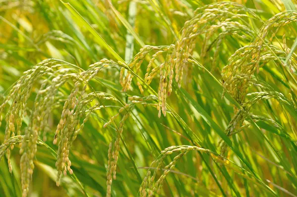Ähren Von Reispflanzen Auf Dem Feld Nahsicht — Stockfoto