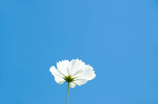 白い雲で青い空に向かって白いデイジーな花 — ストック写真