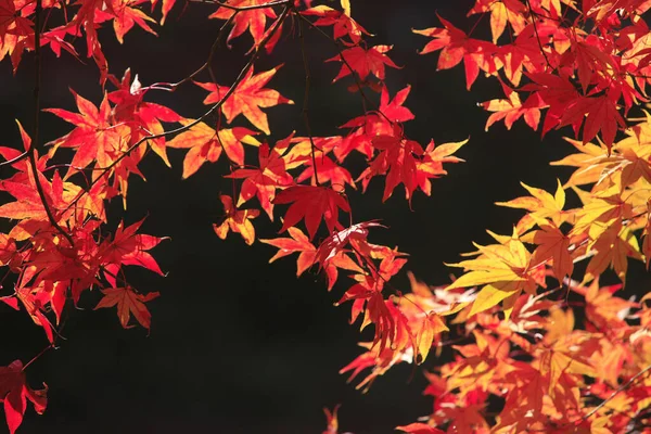 Höst Röd Lönn Löv Bakgrund Höst Säsong Japan — Stockfoto