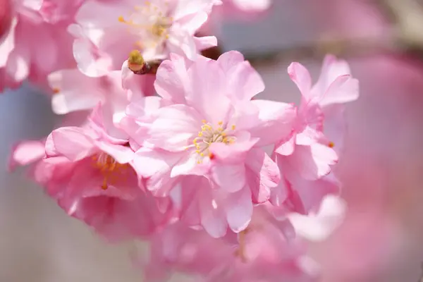 Closeup Flor Cerejeira Primavera — Fotografia de Stock